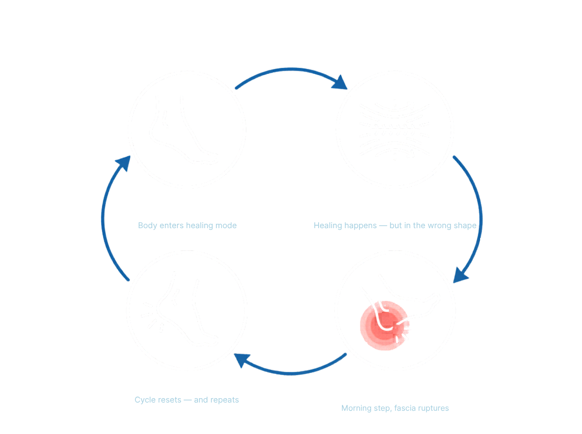 The Overnight Shortening Cycle